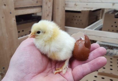 French Black Tail Buff Marans Chick