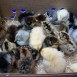 Weekly Special 15 Rare Chick Special