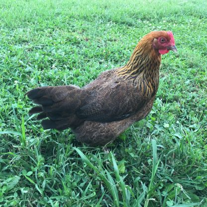 French Golden Salmon Marans Chicken with Cackle Hatchery®