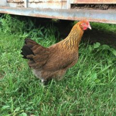 French Golden Salmon Marans Chicken