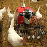 Egg Collecting Robot Gathers Eggs from the Chicken Coop Floor