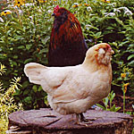 Keeping Chickens in the Garden — Good Idea, or Not?