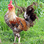 What Is a Standard Chicken Breed?