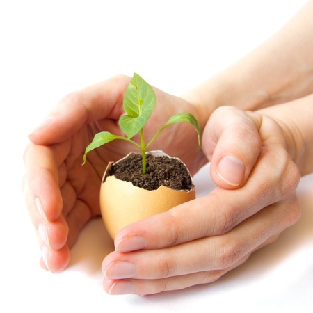 Turn Eggshells Into Miniature Seed Planters