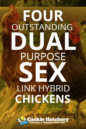 Sex Link Hybrids