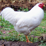 Heritage Chicken Breed: The White Chantecler