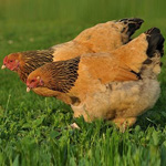 In Celebration of Heritage Poultry Breeds