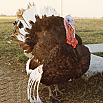 Differences Between Heritage Turkeys and Broad Breasted Turkeys