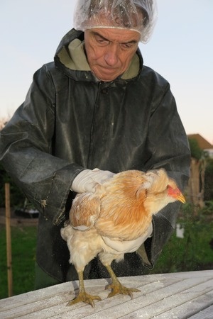 Protecting Your Flock From Mites and Lice