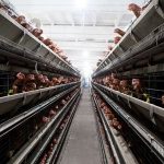 Perdue Announces Sweeping Animal Welfare Reforms