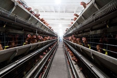 Perdue Announces Sweeping Animal Welfare Reforms