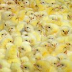 United Egg Producers Pledges to End Male Chick Culling