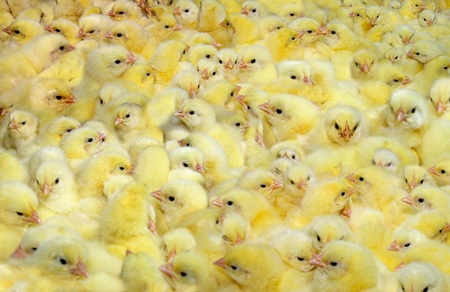 United Egg Producers Pledges to End Male Chick Culling