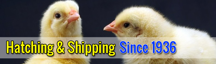 Hatching & Shipping Since 1936