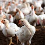 Are Broiler Chickens About to Get Smaller?