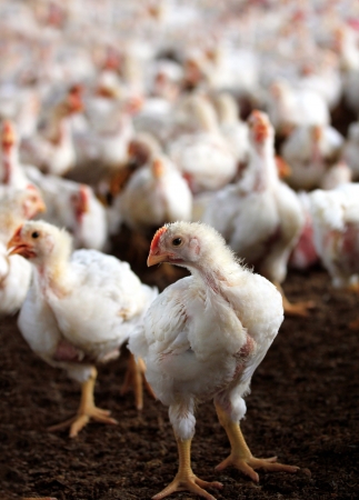 Are Broiler Chickens About to Get Smaller?