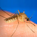 The Complex Relationship Between Chicken and Mosquito