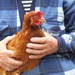 More Places Using Chickens as Therapy Animals