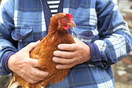 More Places Using Chickens as Therapy Animals