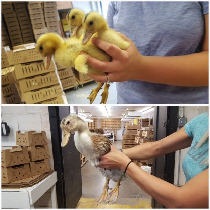 Silver Appleyard Ducklings