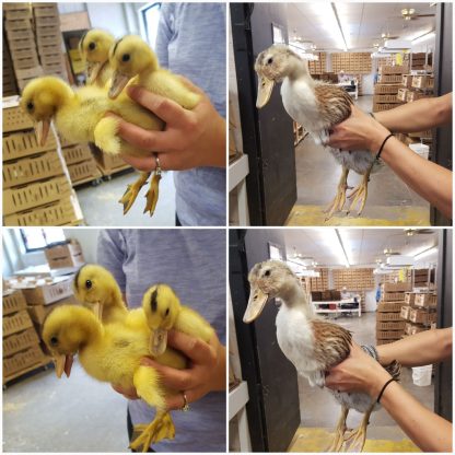 Silver Appleyard Ducklings