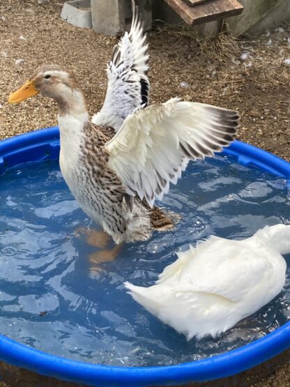 Silver Appleyard Duck