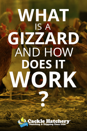 What is a Gizzard
