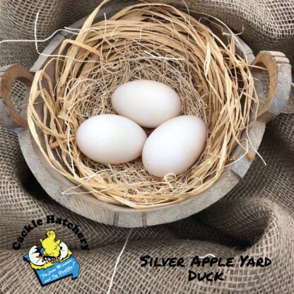 Silver Appleyard Duck Eggs