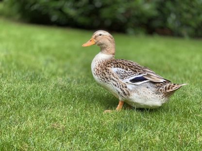 Silver Appleyard Duck Credit Nicole Palmer