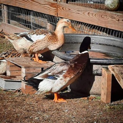 Silver Appleyard duck