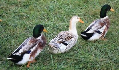 Silver Appleyard Duck