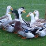 Silver Appleyard Ducks
