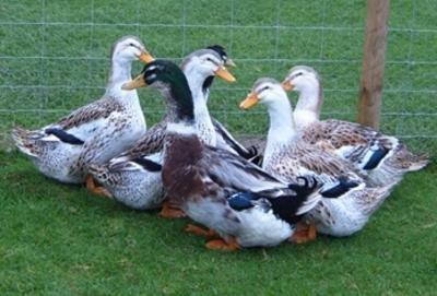Silver Appleyard Ducks