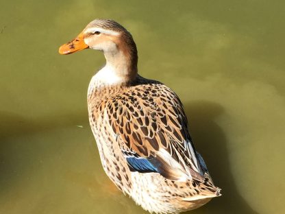 Silver Appleyard Duck Photo by Dana Tipton