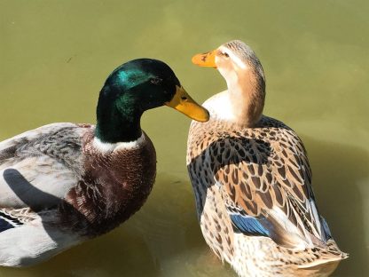 Silver Appleyard Duck Photo by Dana Tipton