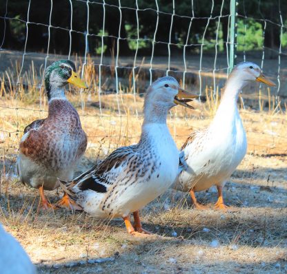 Silver Appleyard Ducks Photo by Katie Brown