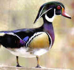 Wood Duck