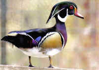 Wood Duck