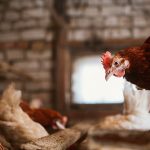 Convincing a Chicken to Roost in Its Coop