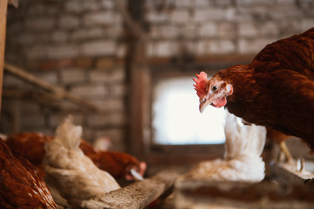 Convincing a Chicken to Roost in Its Coop