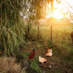 Farmers Use Chickens as Alternative to Pesticides