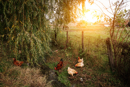 Farmers Use Chickens as Alternative to Pesticides