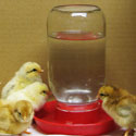 Tips on Watering Baby Chicks in a Brooder