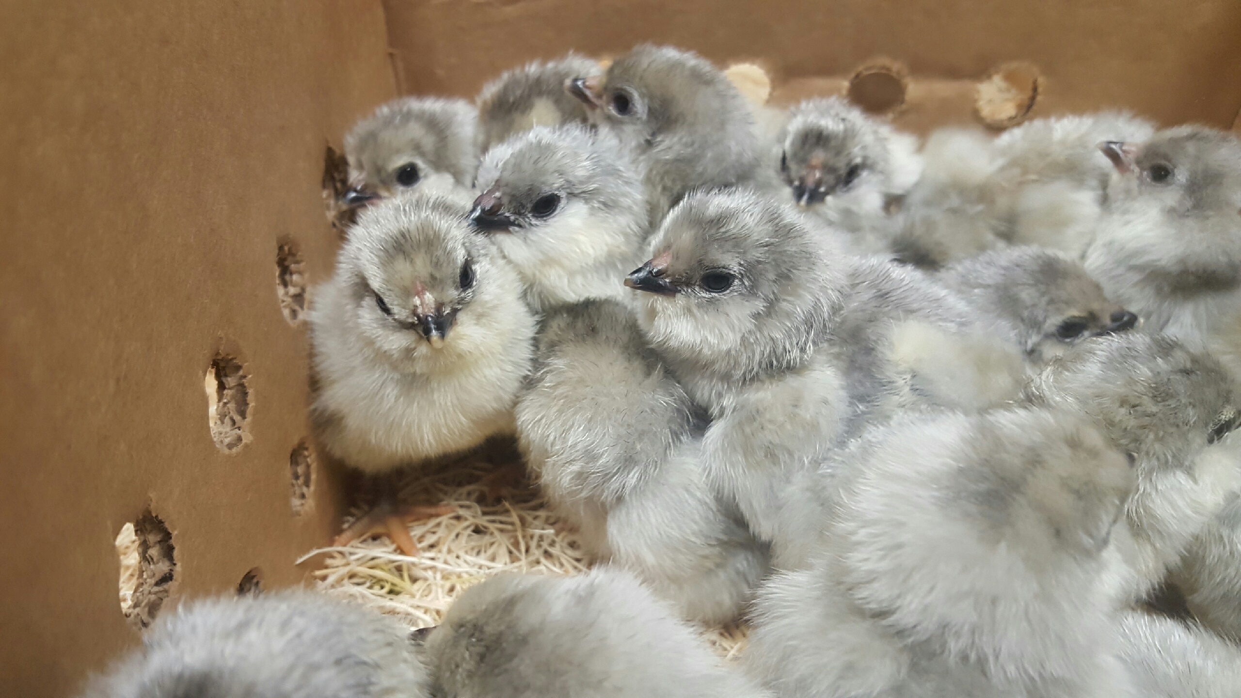 Araucana Chicks
