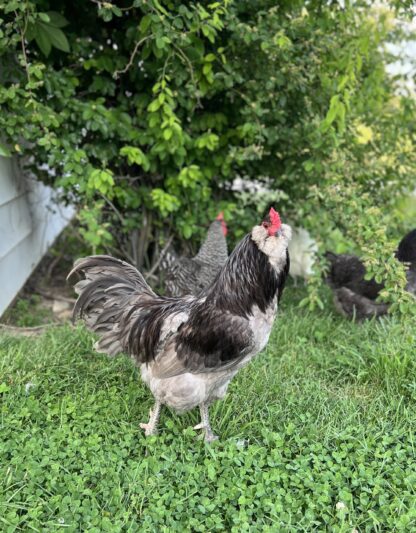 Blue Ameraucana Chicken