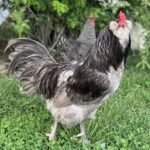 Blue Ameraucana Chicken