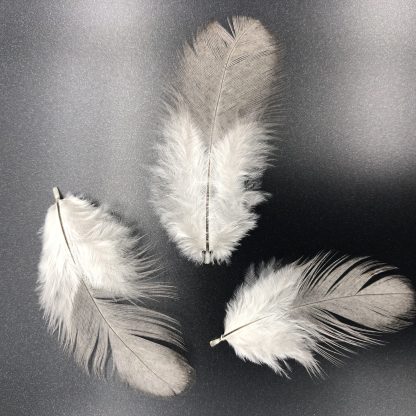 Blue Ameraucana Feathers