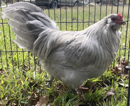 Lavender Ameraucana Photo Credit Crystal Stitzer