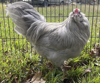 Lavender Ameraucana Photo Credit Crystal Stitzer