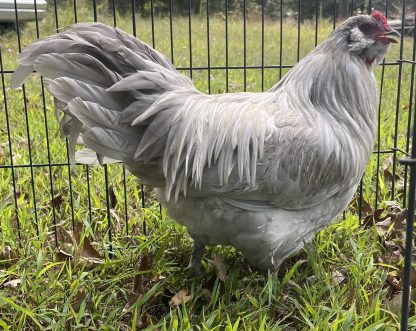 Lavender Ameraucana Photo Credit Crystal Stitzer